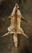 Rotbraun gefärbter Fuchsbalg