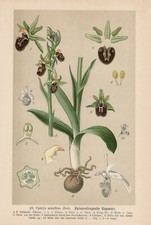 Ophrys araneola - Kleine