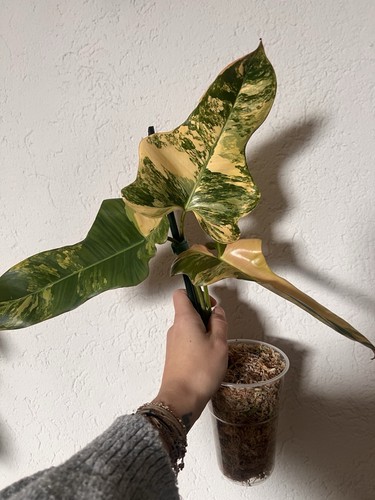 Philodendron florida beauty - florida, x