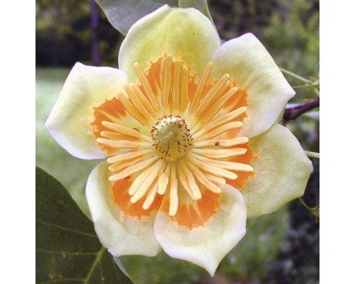 Echter tulpenbaum floraself - tulpenbaum,