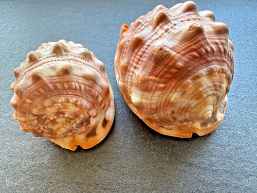Cypraecassis rufa rote - rufa,
