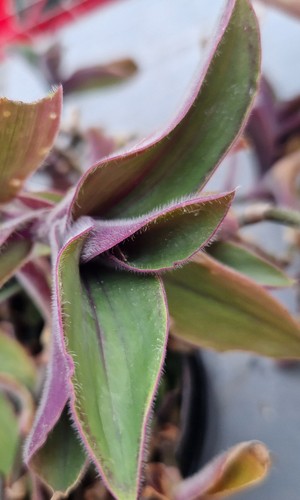 Tradescantia cerinthoides
