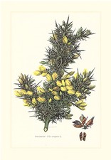 Stechdorn  -  Ulux europaeus