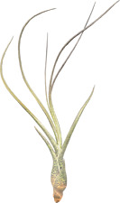 Tillandsien, Tillandsia butzii