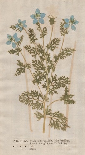 Kümmel nigella schwarzkümmel - kümmel,