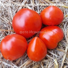 Tomaten" Minusinsk Red Bull's