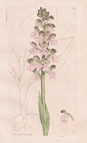 Orchis militaris knabenkraut - orchis,