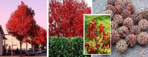 Gartenbaum nordamerikanischer - gartenbaum:,