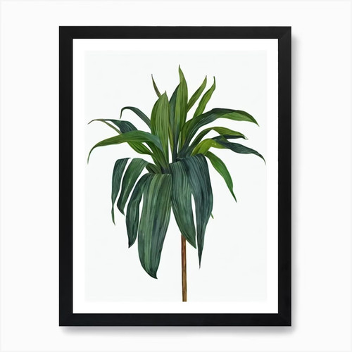 Gusseisen pflanze aspidistra - pflanze, (aspidistra