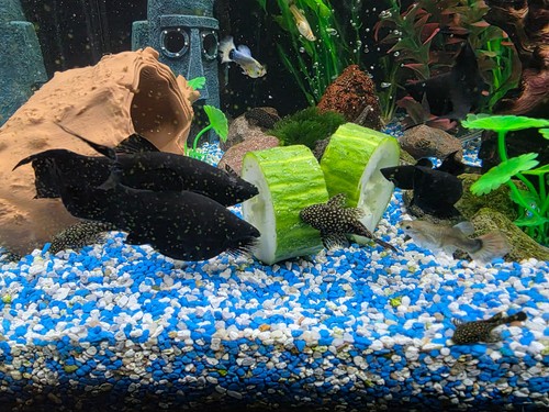 Neu aquarium gemüsehalter - aquarium,