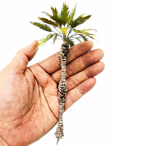 Wüsten palme höhe - wüsten,