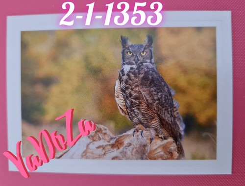 Abenteuer tierwelt eule - ,