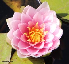 kleine rosa Seerose für das