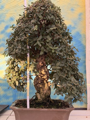 Joe bonsai korkeiche kork - joe,