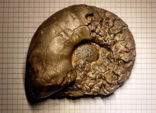 Cerstites nodosus ammonit - cerstites, nodosus/ammonit