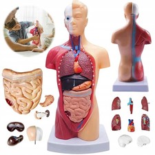 Anatomie Modell Torso