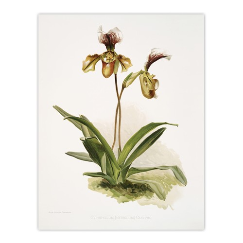 Frederick sander cypripedium - frederick,