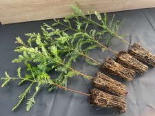 4 St. Küstenmammutbaum