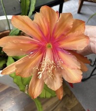 Epiphyllum, Blattkaktus