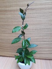 Hoya carnosa  - Wachsblume - Porzellanblume