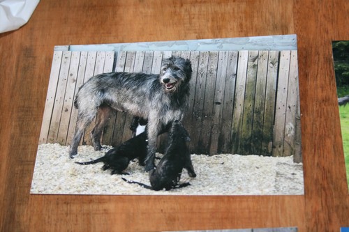 Hunde postkarte von - hunde,