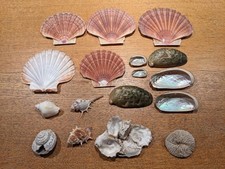 Konvolut - Sammlung Muscheln