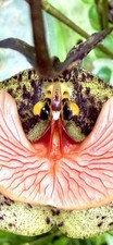 Dracula chestertonii species - chestertonii,
