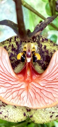 Dracula chestertonii species - dracula,