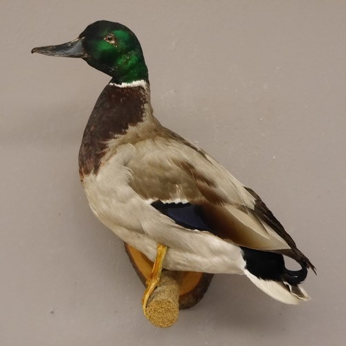 Stockente erpel präparat - erpel,