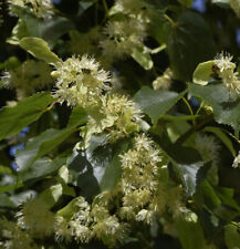 Winterlinde 80-100cm - Tilia cordata