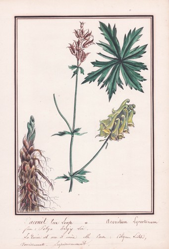 Eisenhut aconitum lycoctonum - eisenhut,