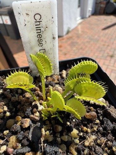 Dionaea muscipula chinese - muscipula, "chinese