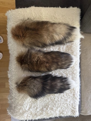 Fuchsschwänze schweif fuchs - 3,