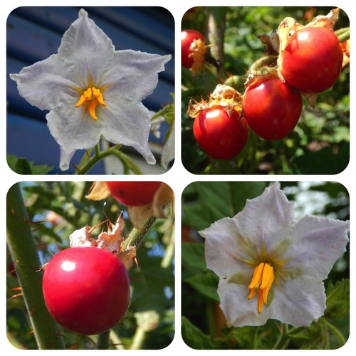 Litschitomate litchi tomate - litschitomate,