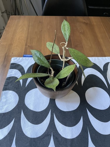 Hoya finlaysonii - hoya,