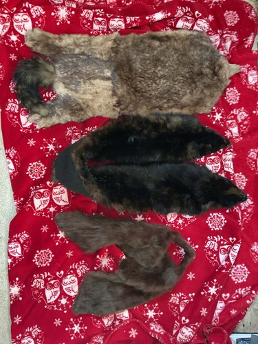 Antike echte fuchs iltis - echte,
