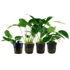 Anubias Set mit 4 Pflanzen