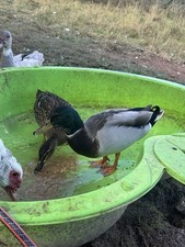 10 Bruteier Stockenten