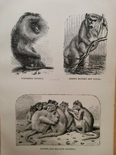 1860 Monkey Original Engraving Illustration Kupferstich Vintage Retro Design 
