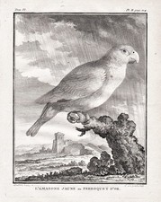 Amazon Amazona Parrot Papagei