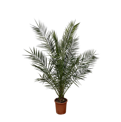 Phoenix canariensis 170 - canariensis,