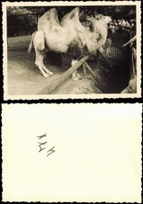 Tiergarten-Berlin Zoologischer Garten: Kamel 1954 Privatfoto Foto