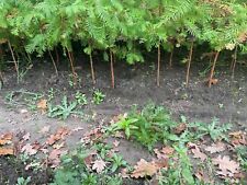 11 St. Urweltmammutbaum 60-90cm Spross verschult