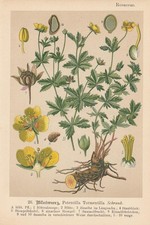 Blutwurz (Potentilla erecta)