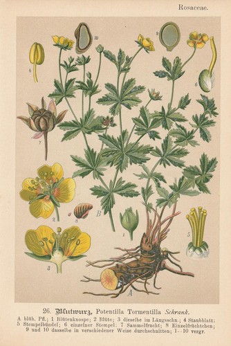 Blutwurz - , (potentilla