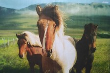 PFERDE - A3 Poster (42x28cm) -