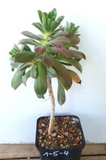 Aeonium decorum gomera - aeonium, la