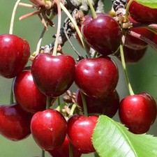 Kirschbaum burlat frühe - burlat,