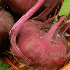 SAMEN Tomate Gurke Paprika Karotte Kräuter Radieschen Kürbis Kohlrabi Kohl Salat