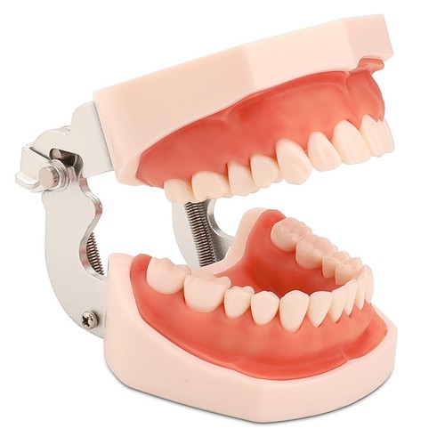 Dental typodont zahnmodell mit - dental,